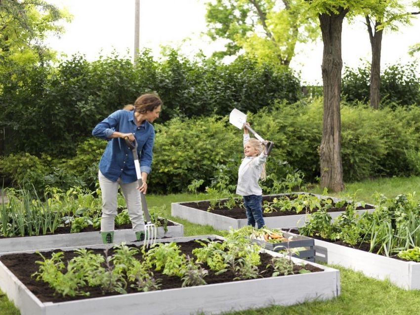 Záhrady pre lenivých: fotky a odporúčania pre vytvorenie záhrady