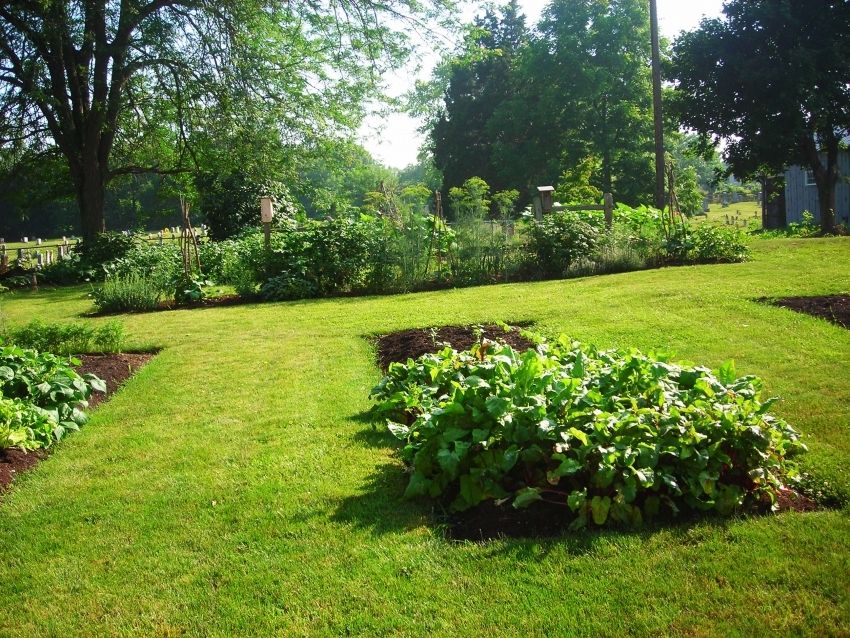 Záhrady pre lenivých: fotky a odporúčania pre vytvorenie záhrady