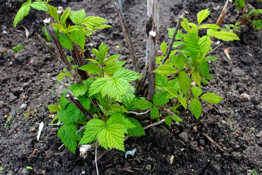 Raspberry Gobelín: Optimálny prípravok starostlivosti o rastliny