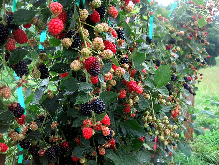 Raspberry Gobelín: Optimálny prípravok starostlivosti o rastliny
