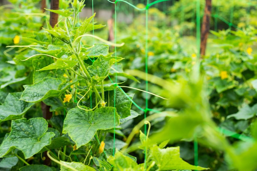 Tapisérie na uhorky: jednoduchý a pohodlný spôsob, ako získať vynikajúcu úrodu