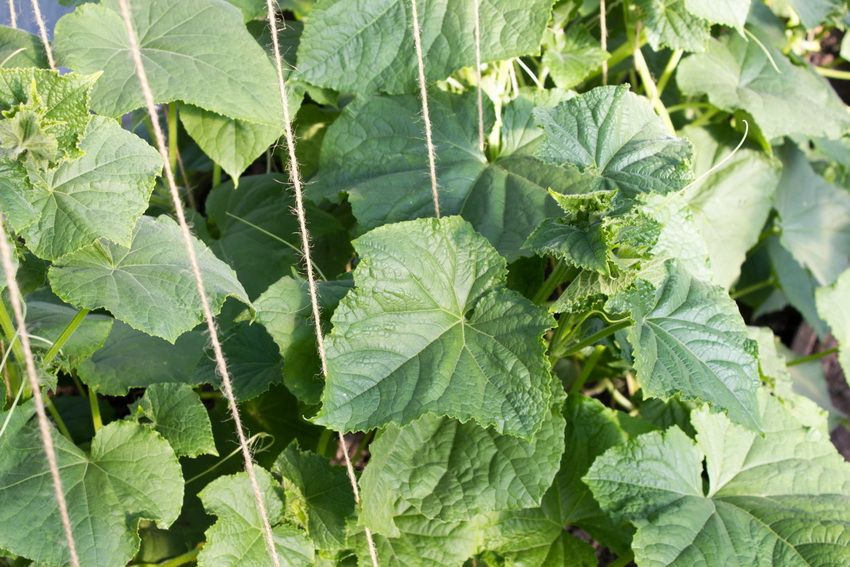 Tapisérie na uhorky: jednoduchý a pohodlný spôsob, ako získať vynikajúcu úrodu