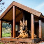 Voliéra pre psy: fotky úspešných návrhov vyrobených sami
